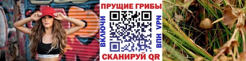 Галлюциногенные грибы Psilocybe Белогорск